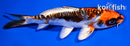 5.5" BENI KIKOKURYU