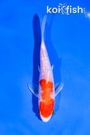 4" GINRIN HARIWAKE