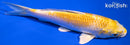 6" LEMON HARIWAKE