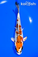 7" GINRIN KUJAKU