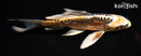 7.25" ARAGOKE BENI KIKOKURYU BUTTERFLY