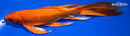 9.5" ORENJI OGON BUTTERFLY