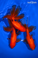 PACK OF (3) 5" ORANDA GOLDFISH