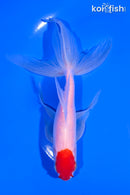 6" TANCHO SARASA WATONAI GOLDFISH