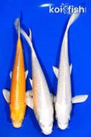 PACK OF (3) 6.75-7.25" STANDARD KOI