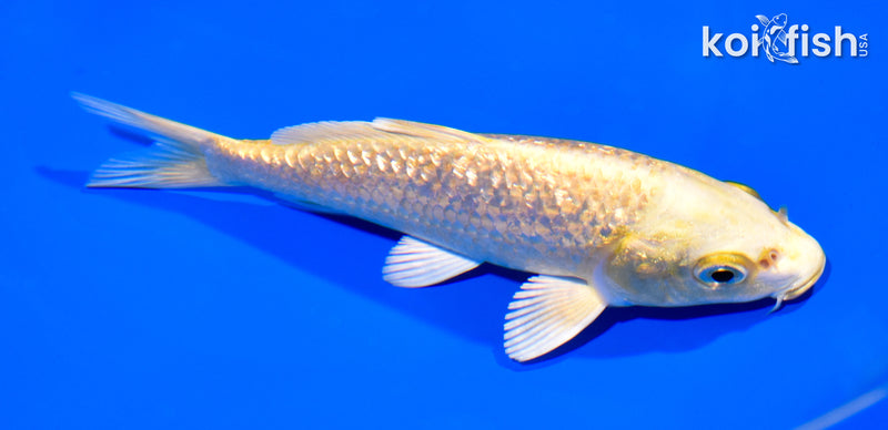 5.5" GINRIN YAMABUKI OGON