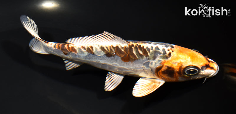 6.25" ARAGOKE BENI KIKOKURYU