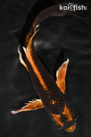 8" KIN ORENJI MATSUBA BUTTERFLY