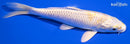 6.25" LEMON HARIWAKE