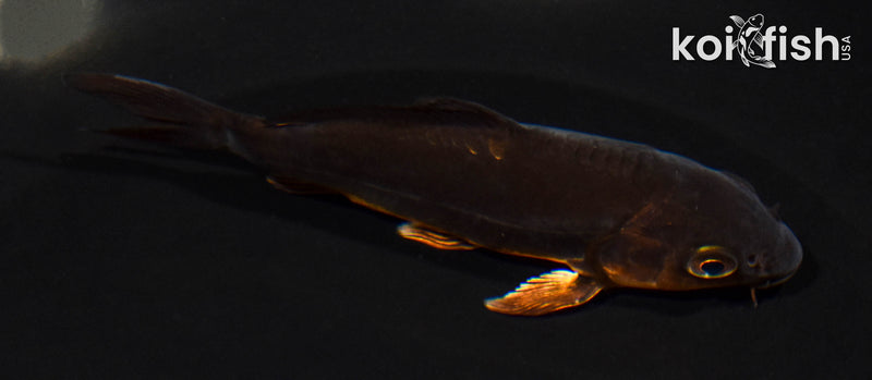 4.5" BENI KIKOKURYU