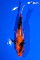 5.5" SHOWA