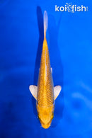 5" GINRIN YAMABUKI OGON