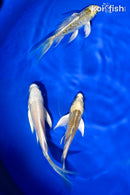 PACK OF (3) 4.5-5" BUTTERFLY KOI