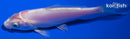 4.5" KIKUSUI