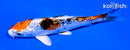5.25" GINRIN YAMATO NISHIKI