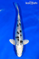 5.5" GINRIN GIN SHIRO BEKKO