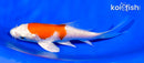 5.25" HARIWAKE BUTTERFLY
