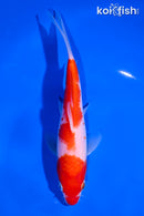 7" KOHAKU