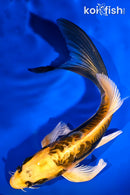 6.5" KIIN KIKOKURYU BUTTERFLY