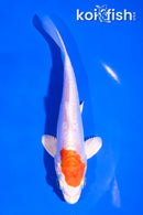 6" KIKUSUI