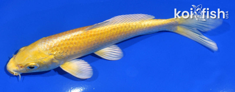 6" YAMABUKI OGON