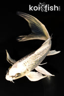 7.75" GINRIN GIN MATSUBA BUTTERFLY