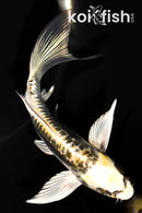 6" KIN KIKOKURYU BUTTERFLY