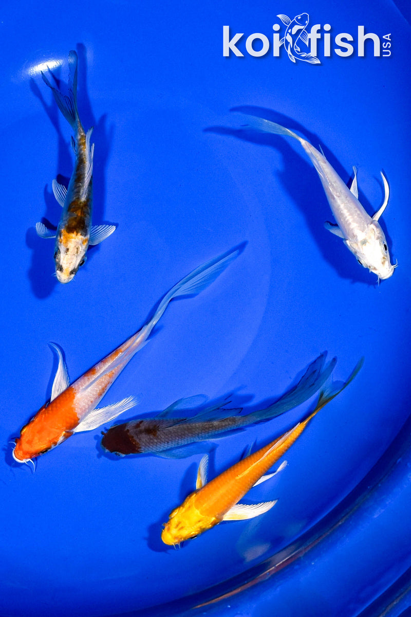 PACK OF (5) 3-4" BUTTERFLY KOI