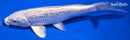 6.75" GINRIN PLATINUM OGON