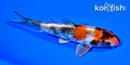 5.25" KIN SHOWA
