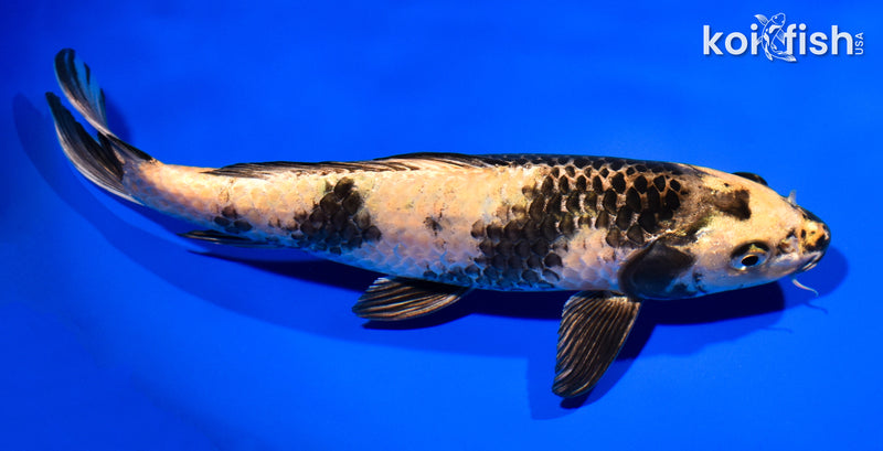 10.5" KIN KI UTSURI