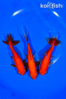 PACK OF (3) 4.5-65" ASSORTED GOLDFISH