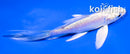 4" DOITSU PLATINUM OGON BUTTERFLY