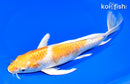 10" LEMON HARIWAKE BUTTERFLY