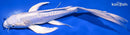 9.25" DOITSU PLATINUM OGON BUTTERFLY
