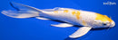 9.5" LEMON HARIWAKE BUTTERFLY