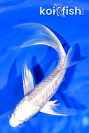 7.75" ARAGOKE HARIWAKE BUTTEERFLY