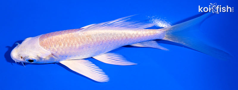 5" CREAMY OGON BUTTERFLY