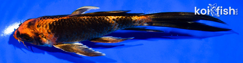 5.5" KIN HI UTSURI BUTTERFLY