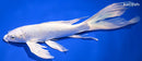 9.75" PLATINUM OGON BUTTERFLY