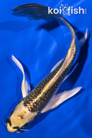 6" KIN KI MATSUBA BUTTERFLY