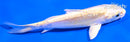 5.5" DOITSU YAMABUKI OGON