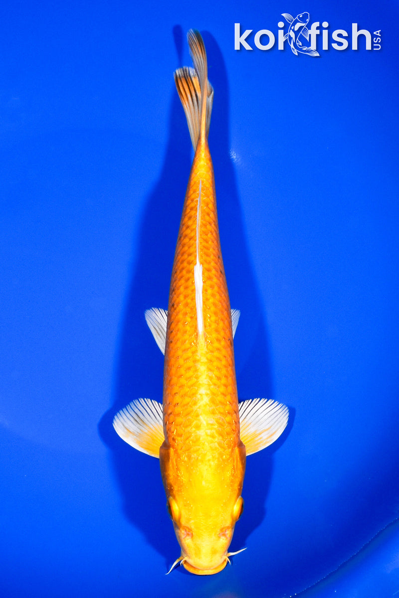 9.25" YAMABUKI OGON