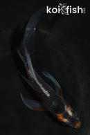 5.5" OCHIBA SHIGURE BUTTERFLY