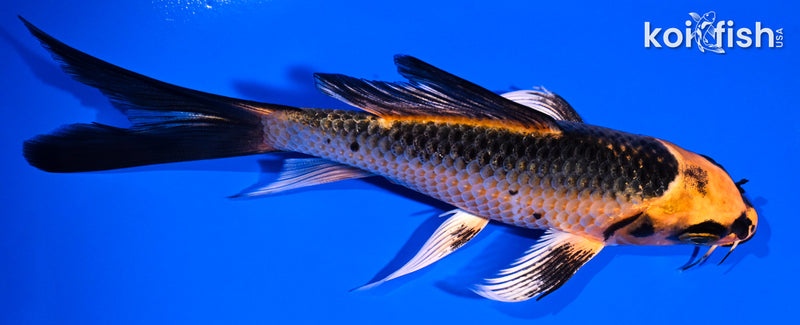 5.25" ORENJI MATSUBA BUTTERFLY