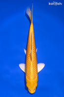 7.5" YAMABUKI OGON