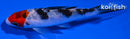 4.5" TANCHO SANKE