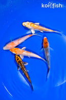 PACK OF (5) 4.5-4.75" STANDARD KOI