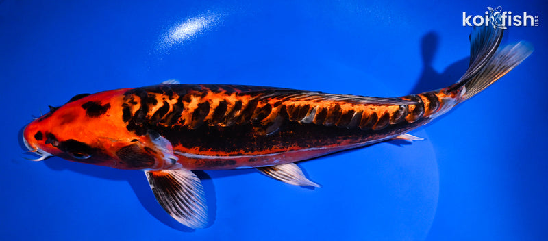 12" BENI KIKOKURYU