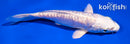 5.5" DOITSU PLATINUM OGON